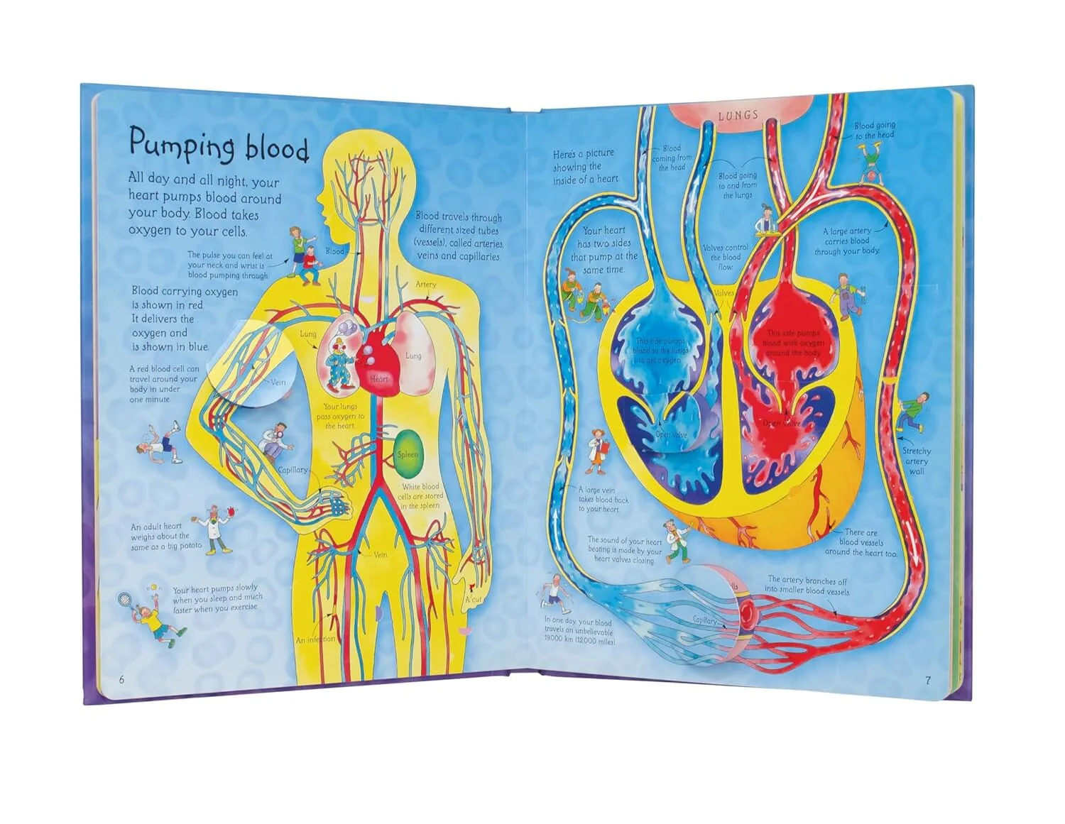 An Usborne Flap Book: See Inside Your Body: With Over 50 Flaps to Lift by Katie Daynes & Colin King - Ages 6+ - Board Book - Image 3