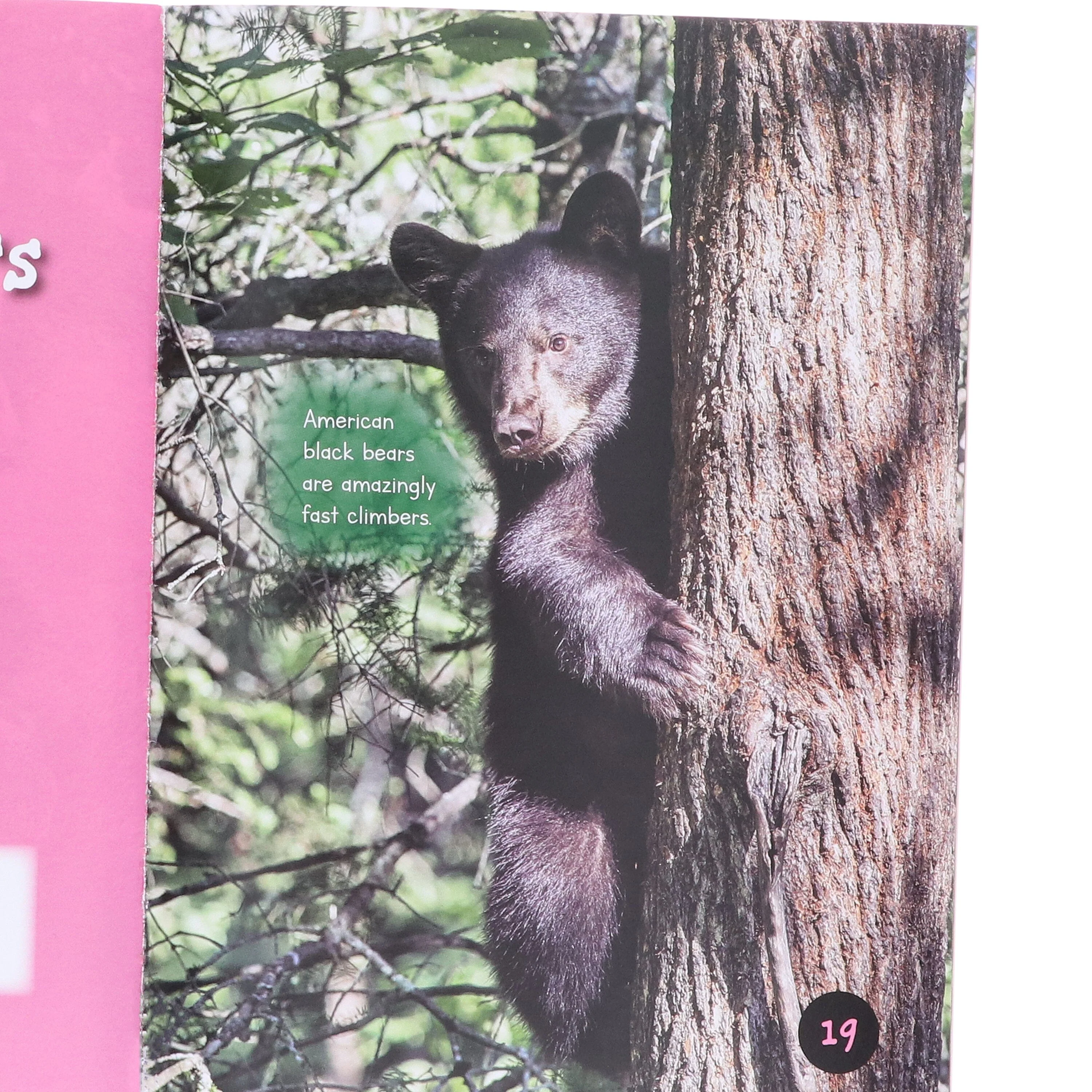Introduction to Nature and Geography by Jasmine Brooke 20 Book Collection Box Set - Ages 7+ - Paperback - Image 6
