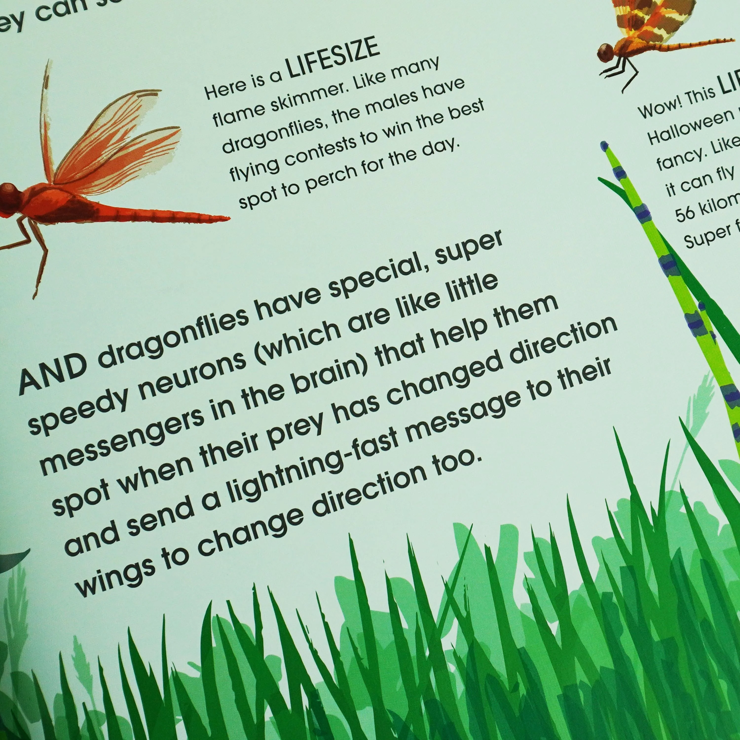 Damaged - Lifesize Series with World Book Day 2023 5 Books Set by Sophy Henn - Ages 3-5 - Paperback - T 36 - Image 4