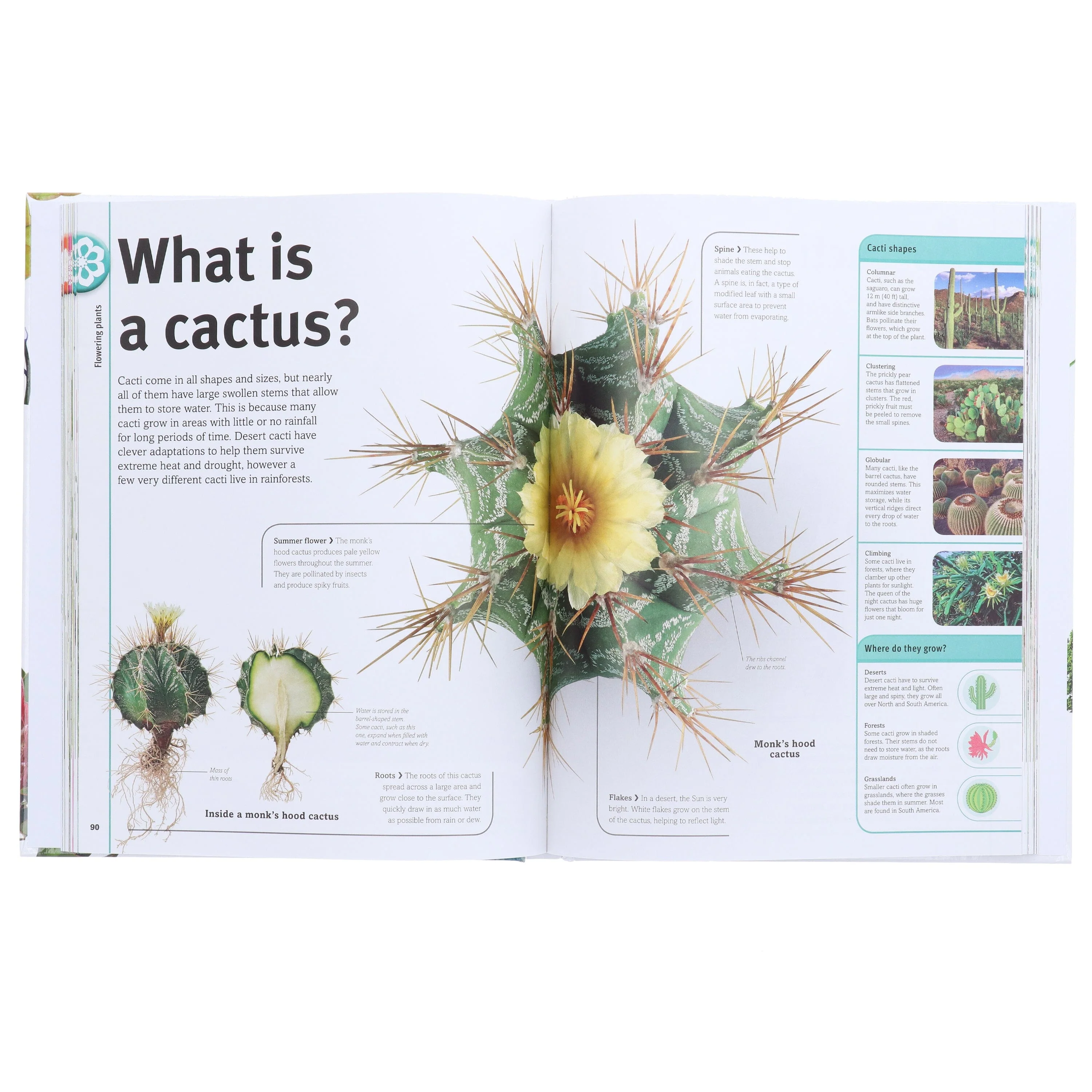 Our World in Pictures: Trees, Leaves, Flowers & Seeds: A visual encyclopedia of the plant kingdom by DK - Non Fiction - Hardback - Image 5