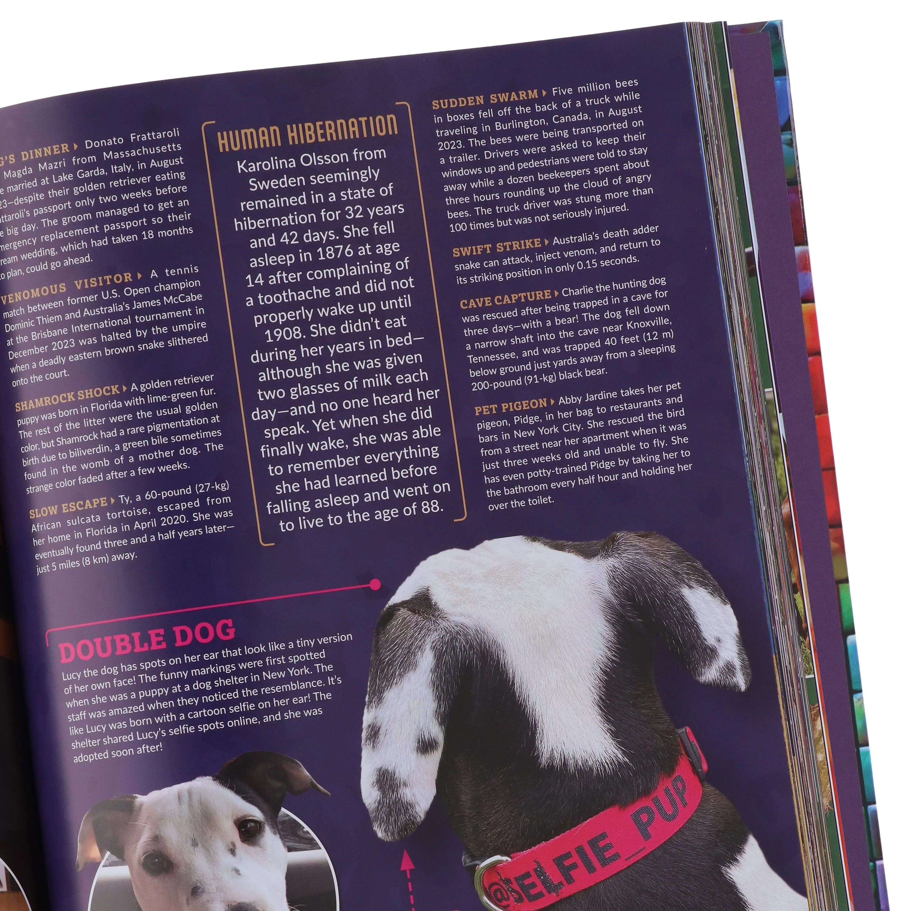 Ripley’s Believe It or Not! 2026: The Ultimate Fact-Filled Annual - Non Fiction - Hardback - Image 5