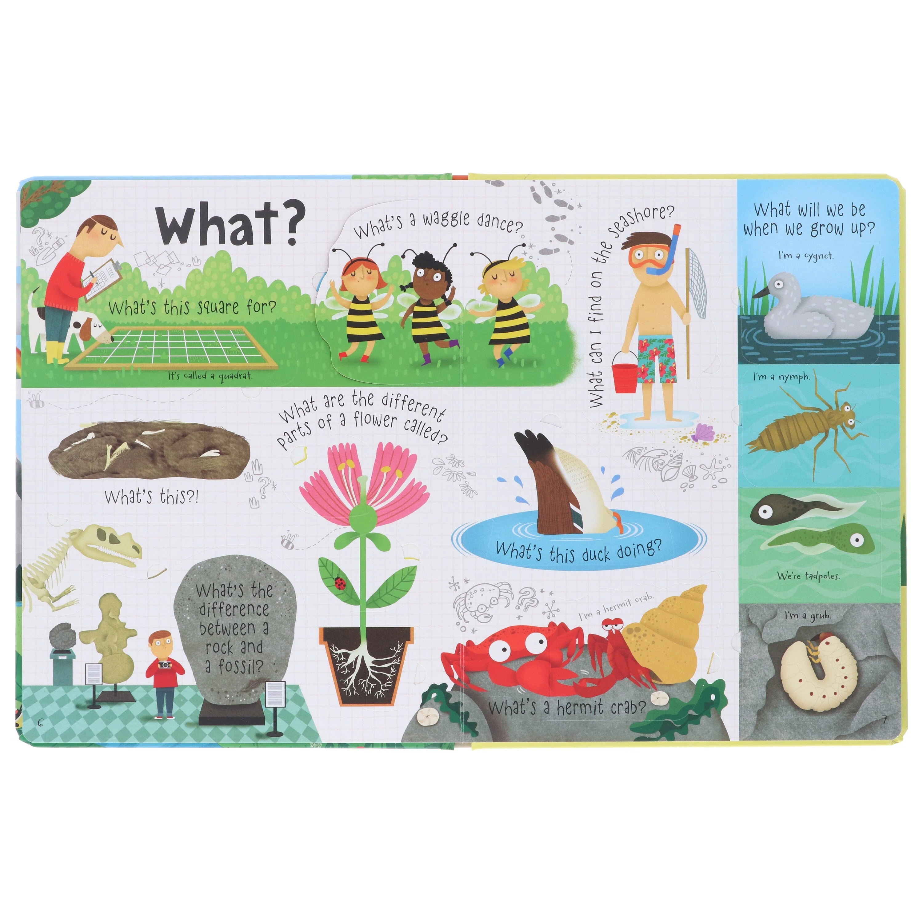 Usborne: Lift the Flap Questions and Answers About Nature by Katie Daynes - Ages 5+ - Board Book - Image 5