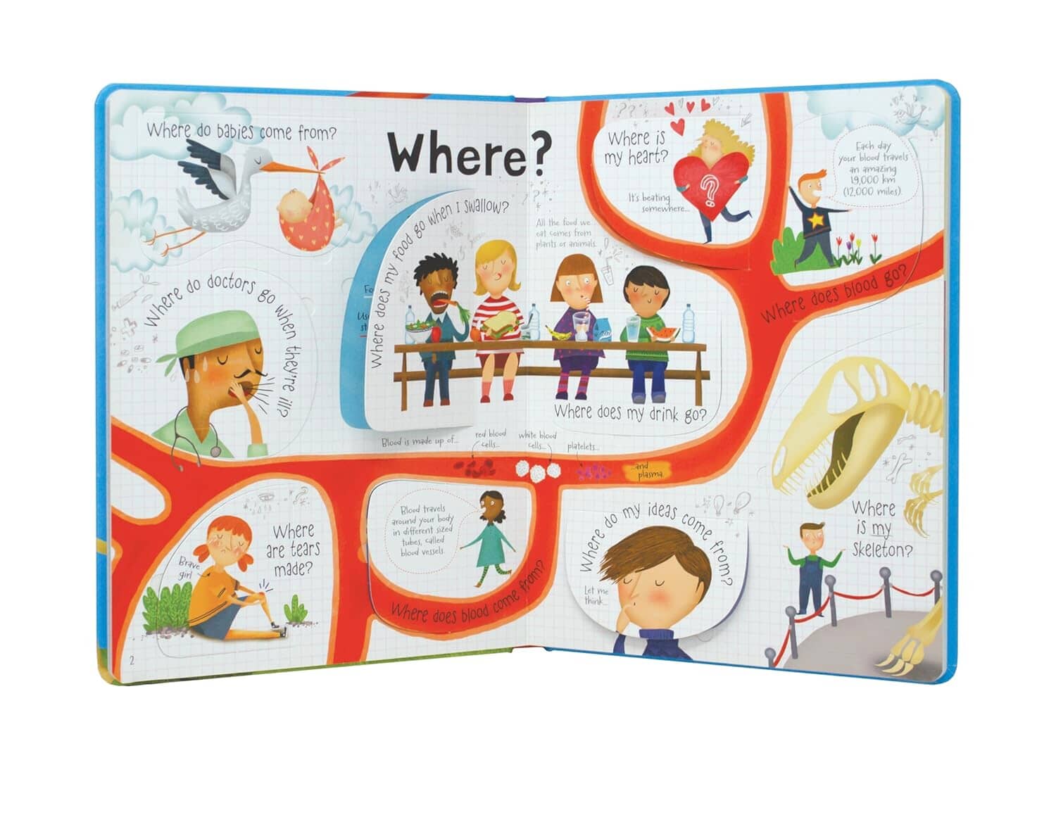 Usborne: Lift the Flap Questions & Answers about your Body by Katie Daynes - Ages 4+ - Board Book - Image 5